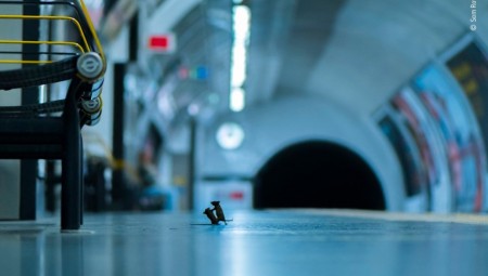 صورة فأرين يتشاجران في محطة مترو لندن تفوز بجائزة مصور الحياة البرية