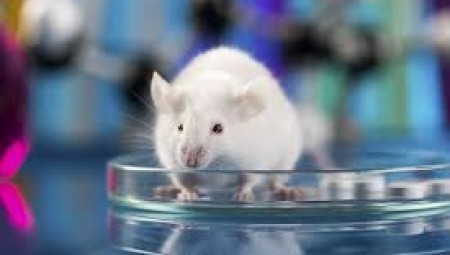 نتائج مبشرة : لقاح جديد لفيروس كورونا ينجح في تجاربه على الفئران