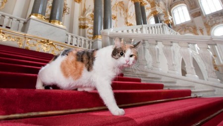 فرنسي يوصي بتركة لمجموعة من القطط الروسية بعد وفاته