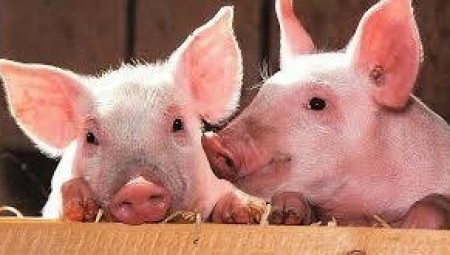 ألمانيا ترصد حالات إصابة بحمى الخنازير في أراضيها