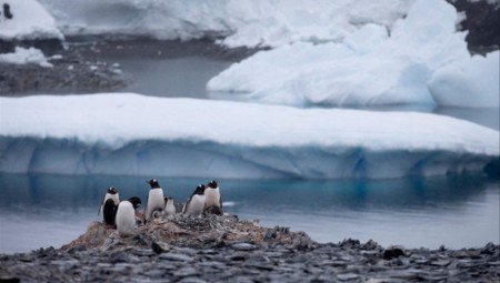 اكتشاف عالم يعج بالحياة في قاع البحر بالقطب الجنوبي
