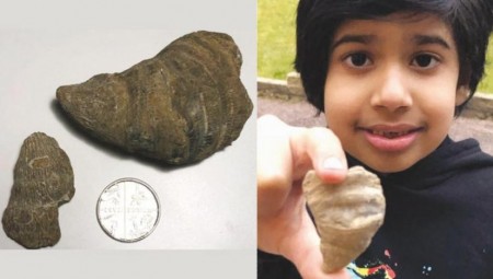 طفل لم يتجاوز السادسة اكتشف أحفورة عمرها ٤٨٨ عاما