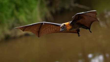 خفافيش بريطانية تحمل نوعا جديدا من فيروسات كورونا