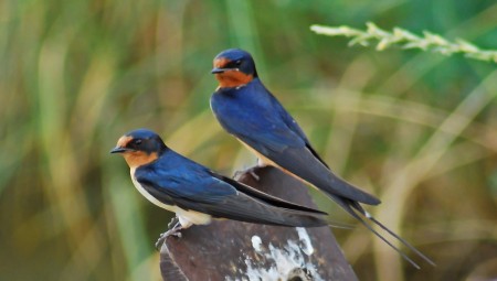 دراسة : نحو 30 في المئة من أنواع الطيور في بريطانيا مهددة بالانقراض