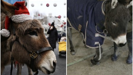 مزارع بريطاني يفاجئ حماره المقعد بأطراف اصطناعية أعادت له حب الحياة