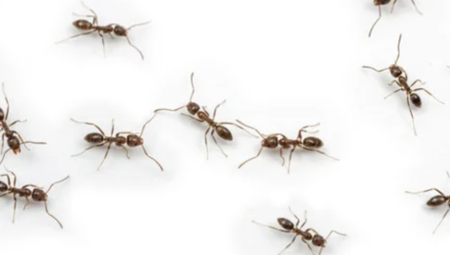 دراسة: النمل قادر على شم رائحة السرطان للمصابين به.. واستخدامه سيقلل تكاليف الاختبارات