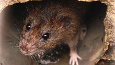 تحذير.. مئات الملايين من الفئران بحجم القطط تغزو مراحيض المنازل في بريطانيا