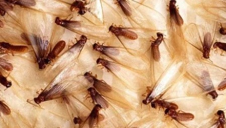 خبراء مكافحة الحشرات يحذرون من غزو النمل الأبيض الطائر لمنازل بريطانيا وتدمير أثاثاتها