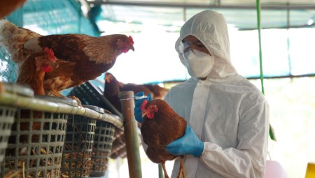 هيئة الأمن الصحي تؤكد إصابة شخصين في إنجلترا بانفلونزا الطيور