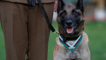 بريطانيا تكرم كلبا تقديرا لإنجازاته في أفغانستان