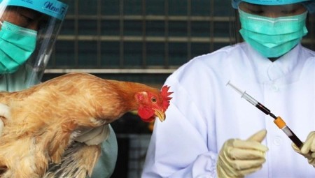 منظمة الصحة العالمية تعلن تسجيل أول وفاة بأنفلونزا الطيور في الصين