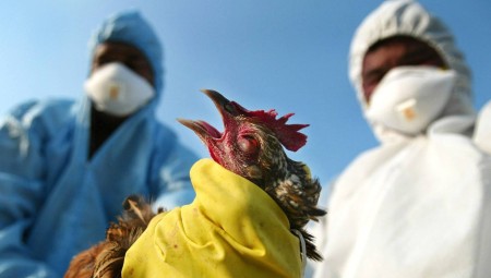 إنفلونزا الطيور.. خبراء يحذرون من أن الفيروس سريع التطور