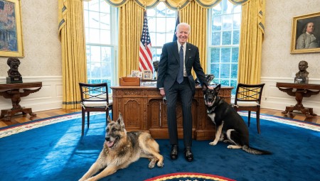 كلب بايدن يهاجم موظفين وعناصر الخدمة السرية في البيت الأبيض