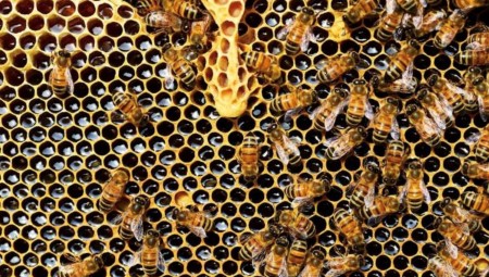 باحثة أمريكية في علم النحل تعلن انبهارها بسورة النحل والقرآن الكريم
