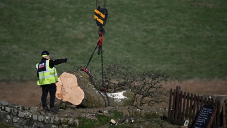 السلطات البريطانية تزيل جذع شجرة شهيرة قُطعت قبل أسبوعين جراء عمل تخريبي