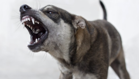 خبراء: جائحة كورونا وأزمة المعيشة في بريطانيا السبب وراء زيادة هجمات الكلاب على المواطنين