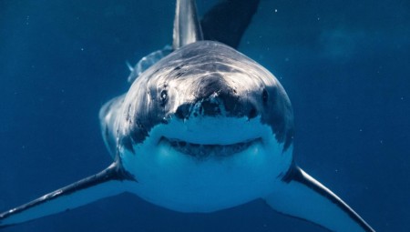 علماء أمريكيون يجرون تجربة حول أسماك القرش تتعاطى الكوكايين في فلوريدا