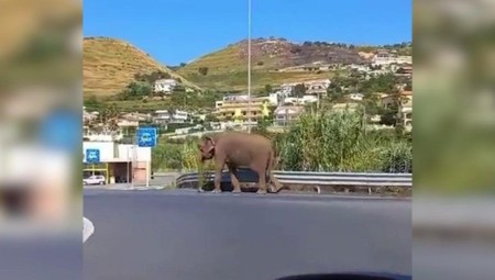 فيل يتجول في شوارع إيطاليا بعد هروبه من سيرك محلي