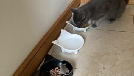 توم وجيري.. بريطاني ينشر صور قطته المسالمة التي جلبت فأراً للمنزل وشاركته الطعام