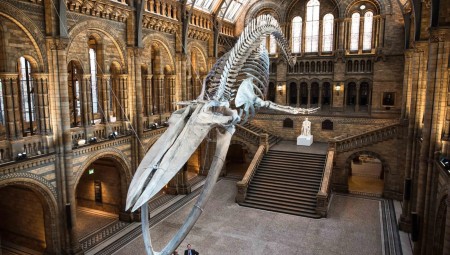 لندن .. متحف التاريخ الطبيعي يعرض هيكلا عظميا لأحد أكبر الديناصورات على الإطلاق