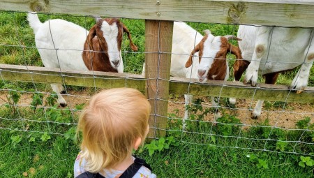 (فيديو) The Bucks Goat Center وجهة ممتعة للأطفال دون سن 14 سنة لإطعام الخراف وقضاء أمتع الأوقات