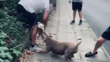شاهد: كلب أمريكان بولي XL يفلت من طوق مالكه ويهاجم كلباً آخراً