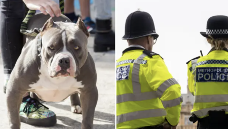 الشرطة البريطانية تبحث عن كلب XL Bully رمادي بعد أن هاجم رجلًا في جنوب لندن