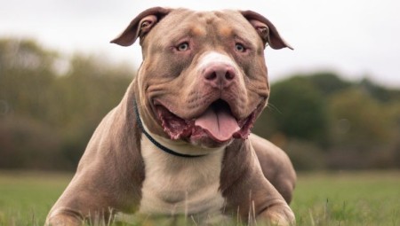 مربي كلاب XL Bully يتهافتون لبيعها قبل تطبيق قرار حظرها نهاية العام