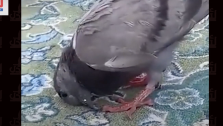 فيديو: شاهد عجيب طائر الحمام في مكة يلفت النظر بسجوده في مكان الصلاة