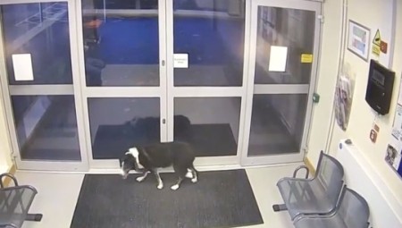 بالفيديو: بريطانيا... كلبة تائهة تسلم نفسها إلى مركز الشرطة بعد أن فقدها مالكها