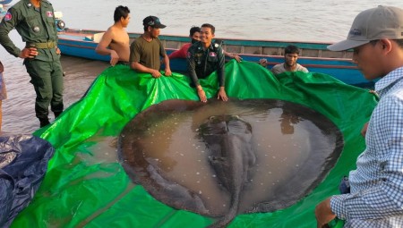 كمبودي يستخرج سمكة تزن 300 كيلوغرام هي الأكبر يتم اصطيادها من المياه العذبة