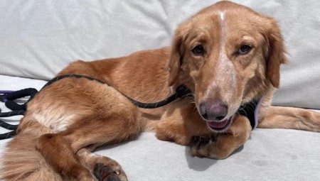 بعد اختفاء 36 يومًا... كلبة تعود لعائلتها بسلام بعد عبورها 161 كيلومترًا عبر البر والبحر