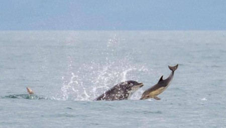 دلفين يثير الرعب قبالة سواحل بريطانيا بعد قتله قرشًا
