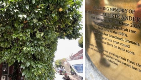 شجرة جريب فروت نادرة في لندن تحظى بحماية رسمية