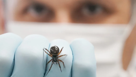 لدغات العناكب تتصاعد في بريطانيا.. والأرملة الكاذبة في الواجهة