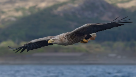 الشرطة تحقق في اختفاء نسور نادرة بعد قطع أجهزة تتبعها في بريطانيا