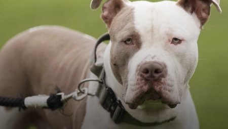 المحكمة تؤكد حظر فصيلة XL بولي بعد رفض استئناف مالكيها