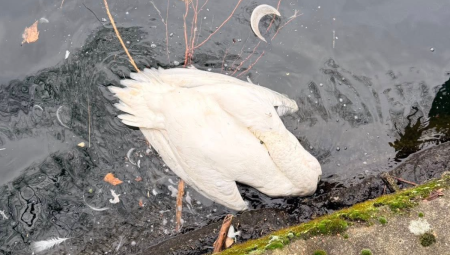 نفوق عشرات البجع في شرق لندن بسبب إنفلونزا الطيور