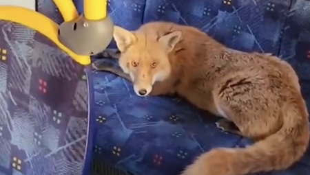 ثعالب وقوارض تتسبب بتخريب عشرات السيارات في دبلن!